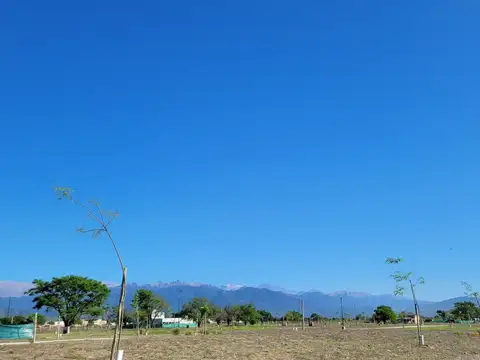 La Verbena