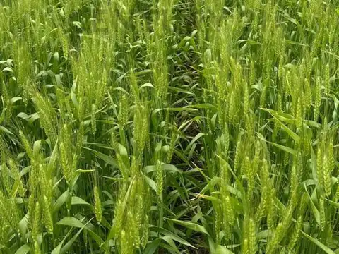 Campo agrícola en Venta de 200 ha entre Lobería y Balcarce