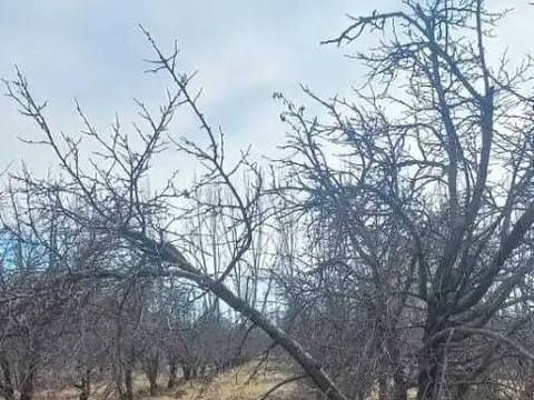 Venta de Finca en General Alvear. Productiva