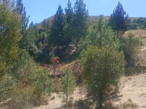 El Maitenal