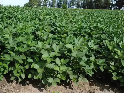 Campo mixto a la venta de 30 hectáreas en Monje.