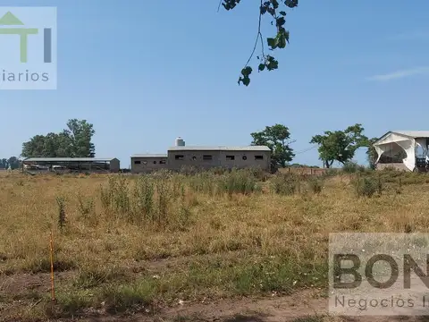 Granja de cerdos en Gorchs, a pocos kilómetros de Ruta Nacional 3