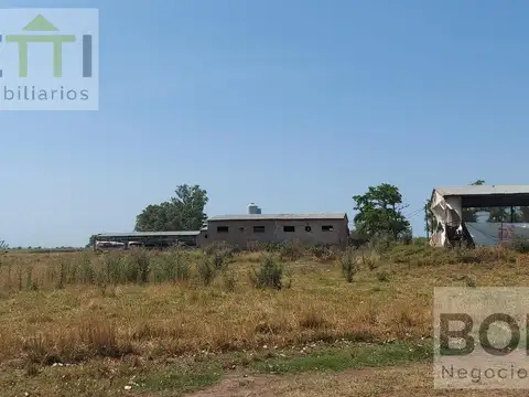 Granja de cerdos en Gorchs, a pocos kilómetros de Ruta Nacional 3