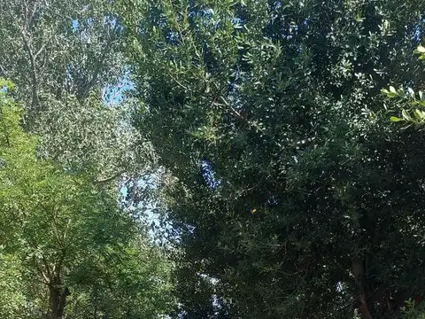 Campo y granja de cerdos a la venta en Gorchs, a pocos kilómetros de Ruta Nacional 3