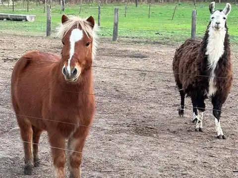 Terreno en Venta de 3100,0 m2