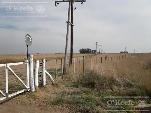 Campo Mixto en venta 292 has  en  Carlos Tejedor sobre Ruta 226 Oportunidad!