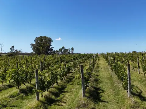 Campo (viñedo) en venta de 62 hectáreas  ubicado en Atlántida