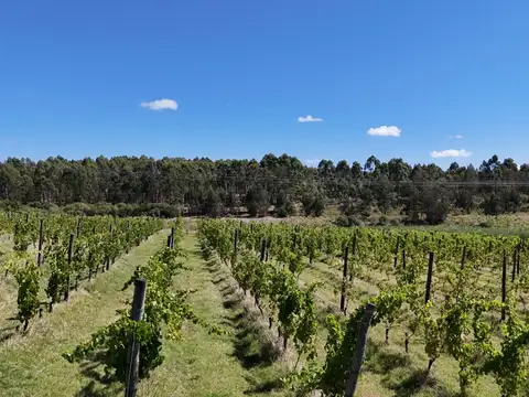 Campo (viñedo) en venta de 62 hectáreas  ubicado en Atlántida