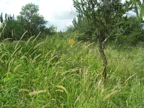 Campo 2.124 ha sobre RN34 | Inversión en tierra con potencial ganadero y de triple impacto | Santiag