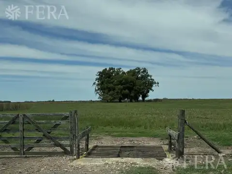 Venta de Campo en  Chascomus