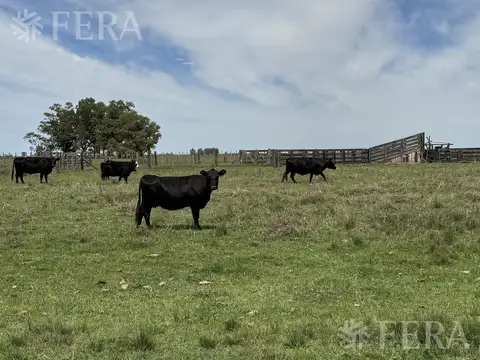 PARAJE GANDARA,CHASCOMUS.