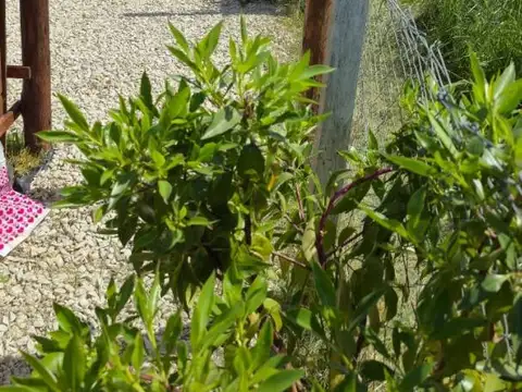 Santa Rosa 100