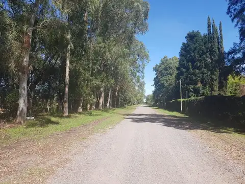 Carlos de Linneo 5000