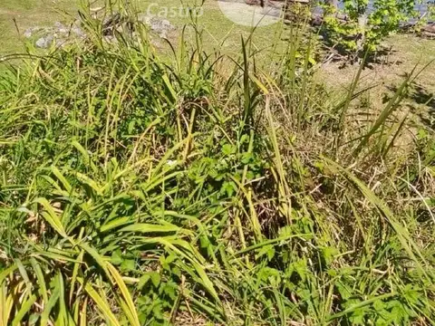 San Benito a la laguna