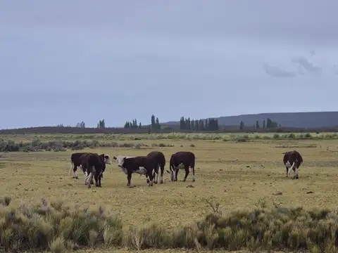 Campo en Valcheta. Rio Negro