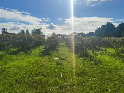 PROPIEDADES RURALES - CHACRA - MALDONADO