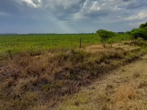 44 has Zona Aurelia campo mixto.