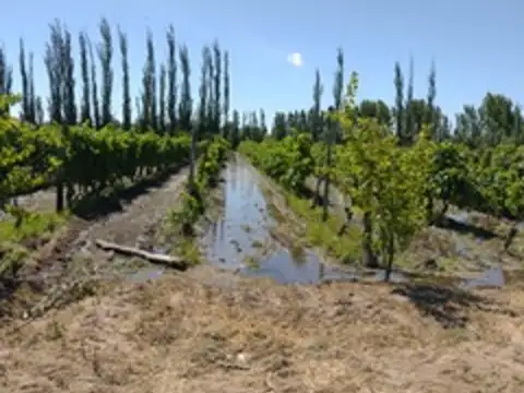 FINCA 5 HA VIÑA - SE RECIBEN PERMUTAS