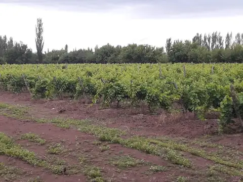 Quinta en Venta en Colonia Alvear, USD 110.000