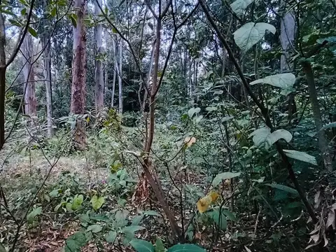 Terreno en Venta en Colonia Del Sacramento, USD 24.900