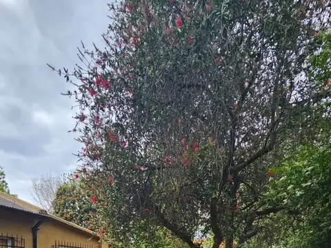 Puerto Rico 100
