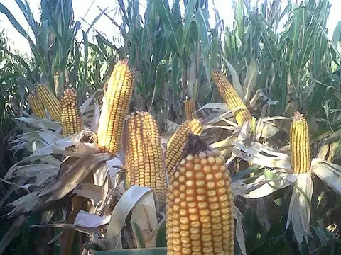 Campo en Venta de 3.000  ha