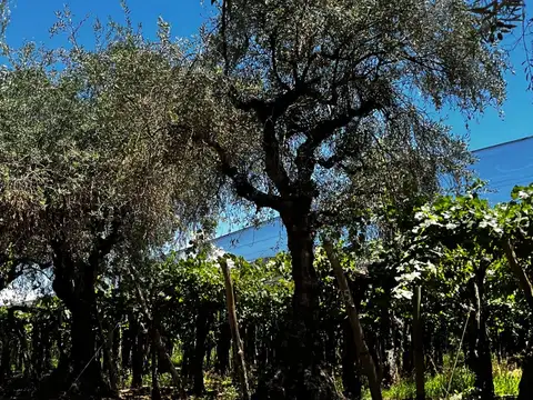 FINCA CON BODEGA