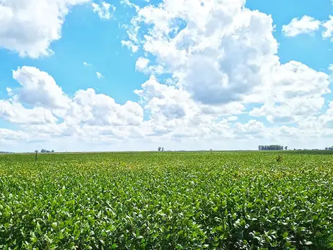 General Alvear 324 Ha