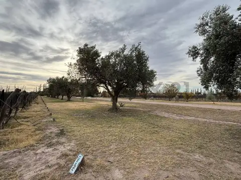 VENTA DE CAMPO DE 2.7 HA EN SAN RAFAEL MENDOZA. ID: 343654