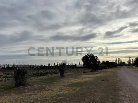 VENTA DE CAMPO DE 2.7 HA EN SAN RAFAEL MENDOZA. ID: 343654