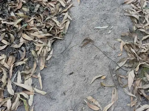 Campo 32has en venta