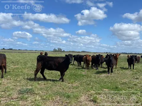 Campo en venta de 427 has en Magdalena