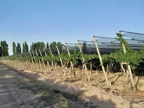 FINCA MEDRANO