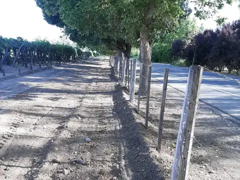 LA LEGUA 100