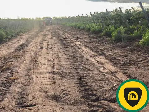 VENTA DE FINCA, El Borbollón, Mendoza.