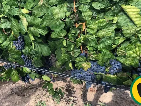 VENTA DE FINCA, El Borbollón, Mendoza.