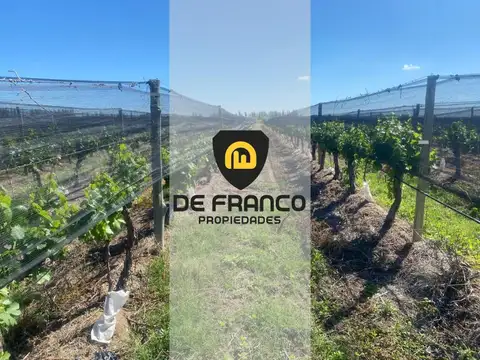 Finca en venta, El Borbollón, Mendoza.