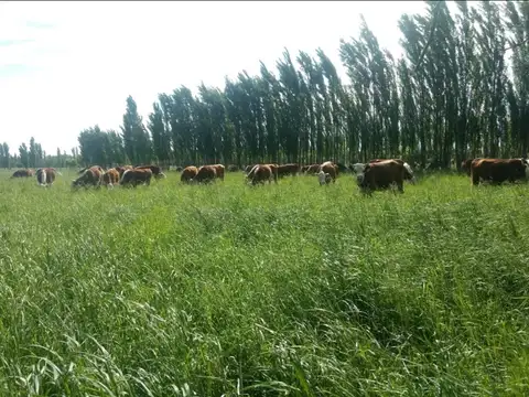 Campo en Venta de 300  ha