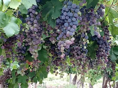 FINCA EN VENTA, MENDOZA SAN MARTIN