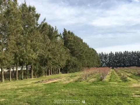 CHACRA EN LOS CARDALES 100