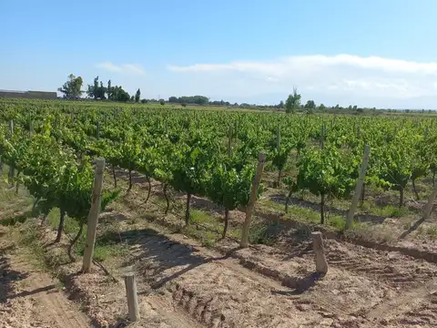 FINCA VITIVINICOLA Excelente oportunidad!