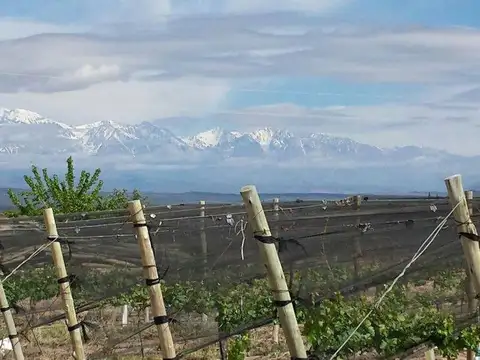 FINCA VITIVINICOLA Excelente oportunidad!