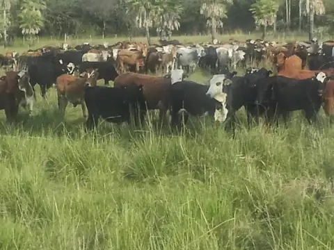 Colonia Pastoril