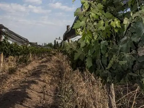 Finca Las Jarillas