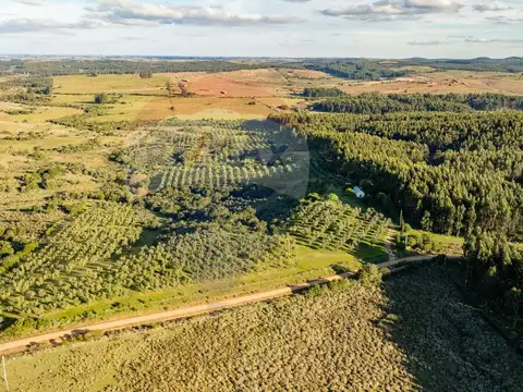 Venta de Campo con olivos en Rocha