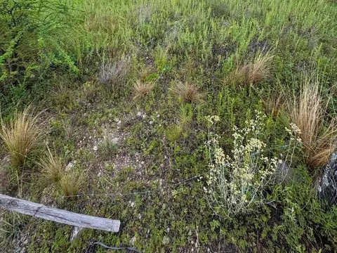 Consultar dirección