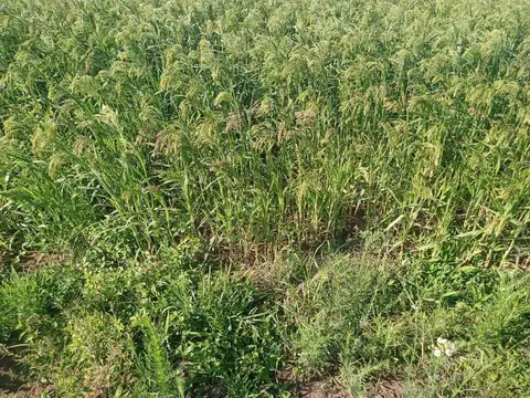 Campo en Rosario