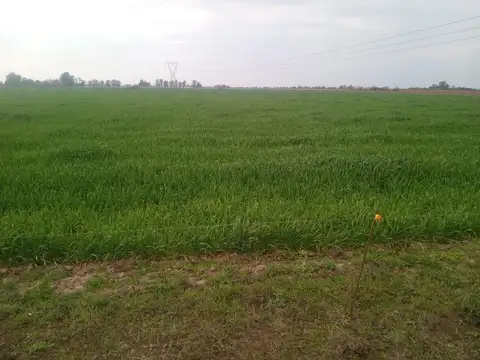59 Hectareas En Arocena (cerca Rosario)