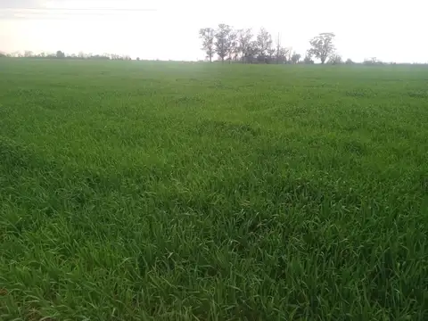 Campo en Rosario