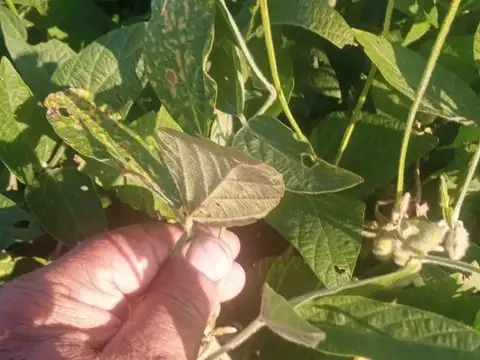 59 Hectareas En Arocena (cerca Rosario)